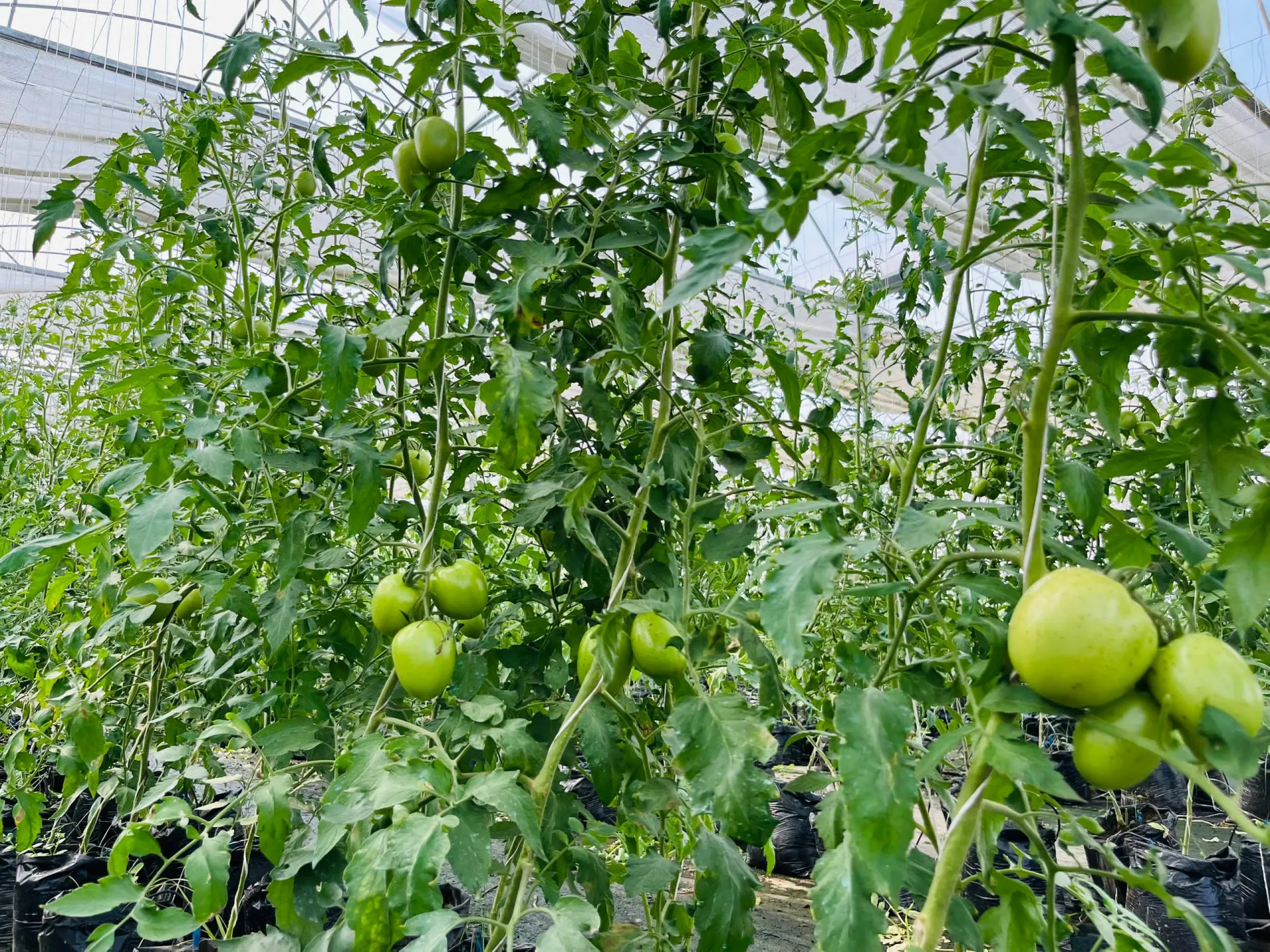 Brownhill Farms greenhouse
