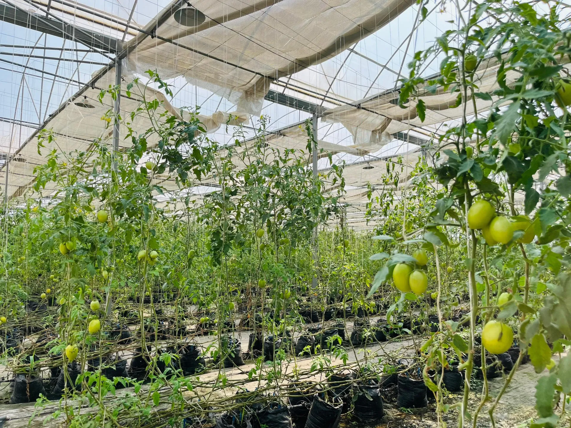 Brownhill Farms produce