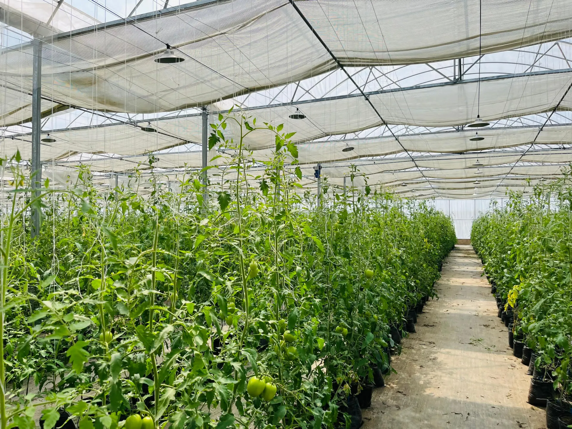 Brownhill Farms greenhouse