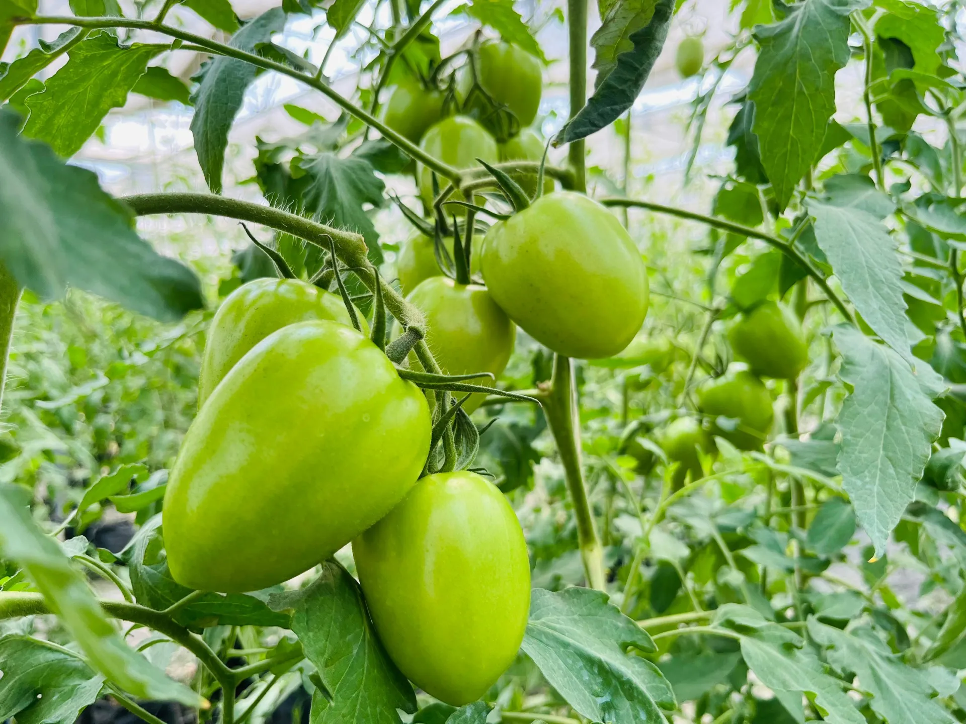 Brownhill Farms crops