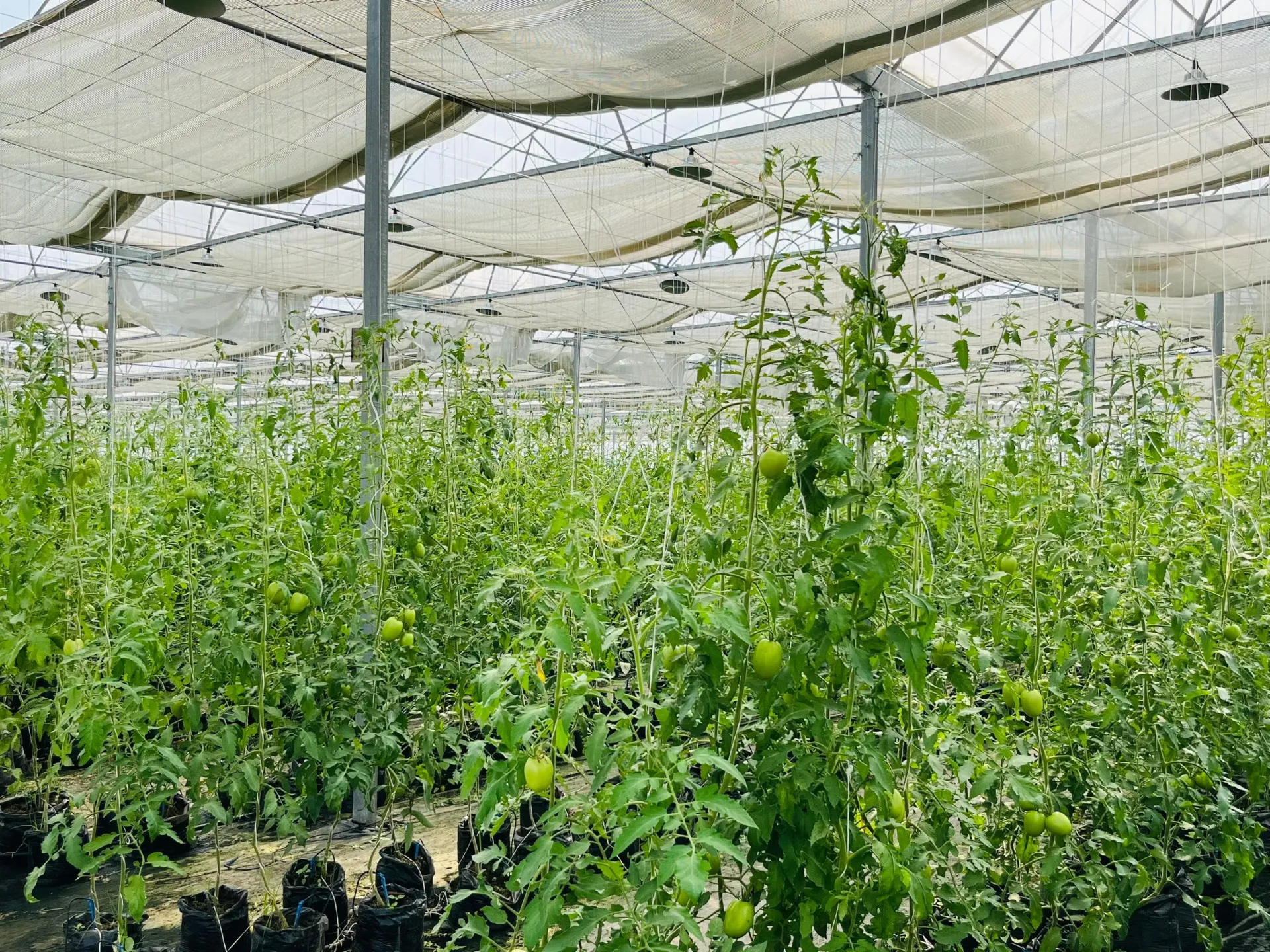 Brownhill Farms greenhouse interior